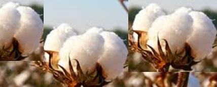 Petrochemicals Hydrogen Cotton Yarn