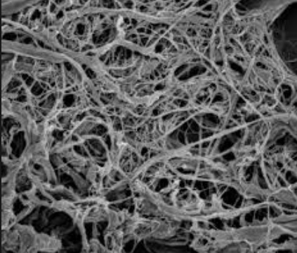New international conference on cellulose fibres
