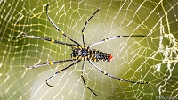 How spider silk avoids hungry bacteria