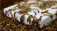 Mealworms safely consume toxic additive-containing plastic