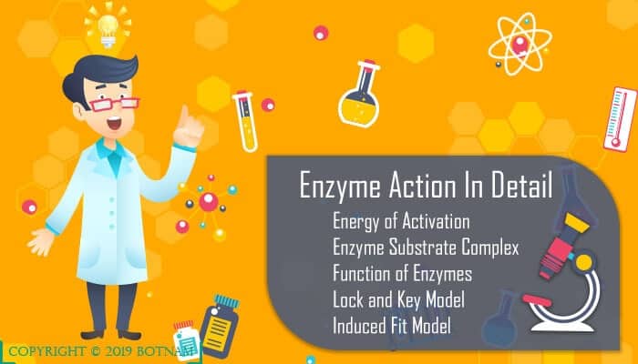 Enzymes are Proteins: A Definitive Guide of 4000+ Words