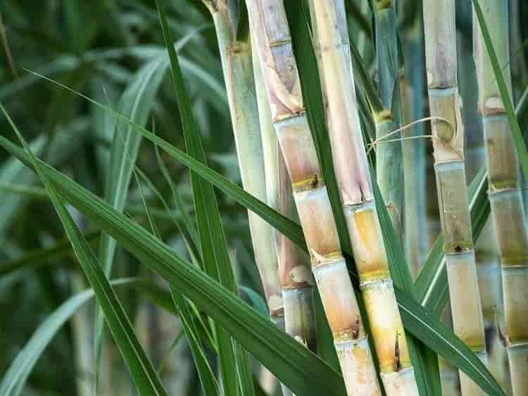 Sugar Cane Sugarcane waste upcycled into plastic-free packaging: ‘Dispose SupraPulp the same way you would your salad’