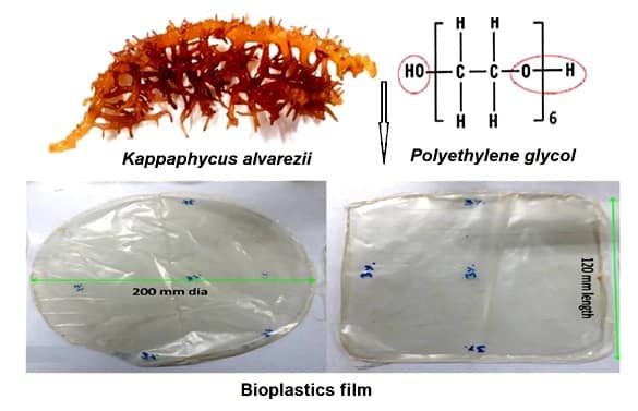 Scientists Develop Biodegradable Plastic From Marine Seaweed