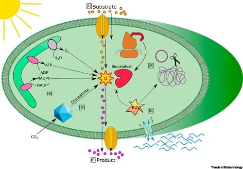 Biocatalysis in Green and Blue: Cyanobacteria