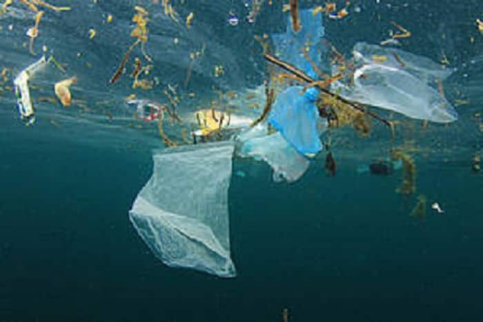 What happens to biodegradable plastics if they enter the sea? New study