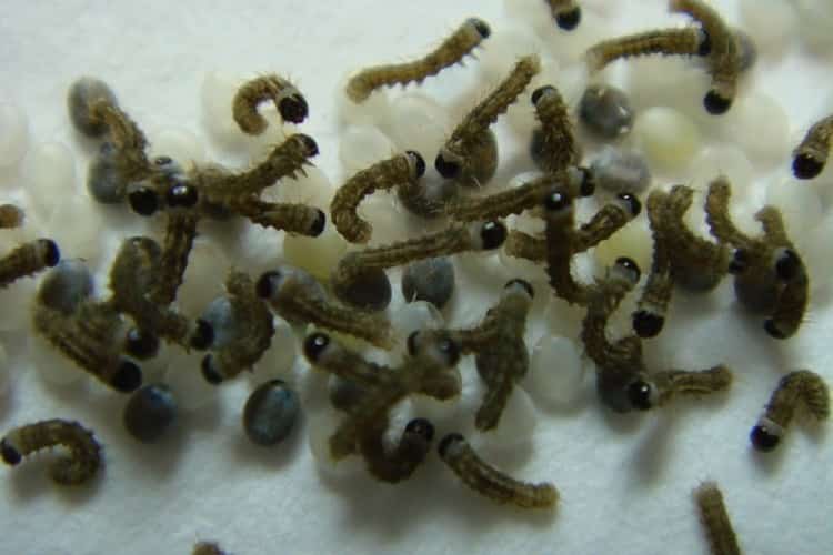Possible biotech solution to silkworm virus