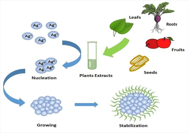 Green Synthesis of Silver Nanoparticles Using Beetroot Extract