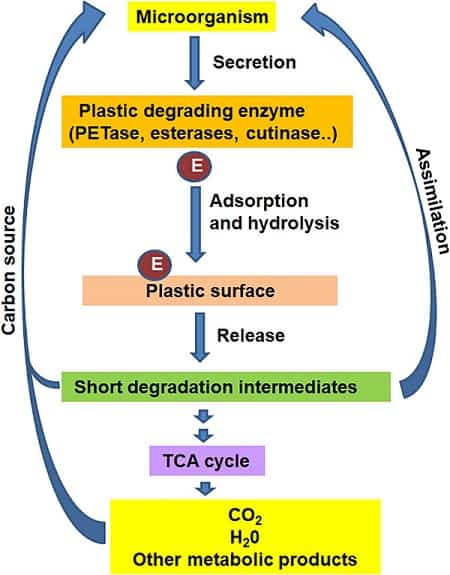 Microbial Enzyme Applied to Plastic Depolymerization