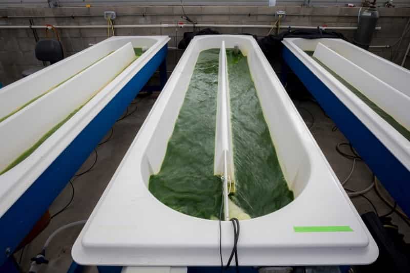 Scientists at the University of California, San Diego, in collaboration with Algenesis Materials, have developed a groundbreaking algae-based plastic