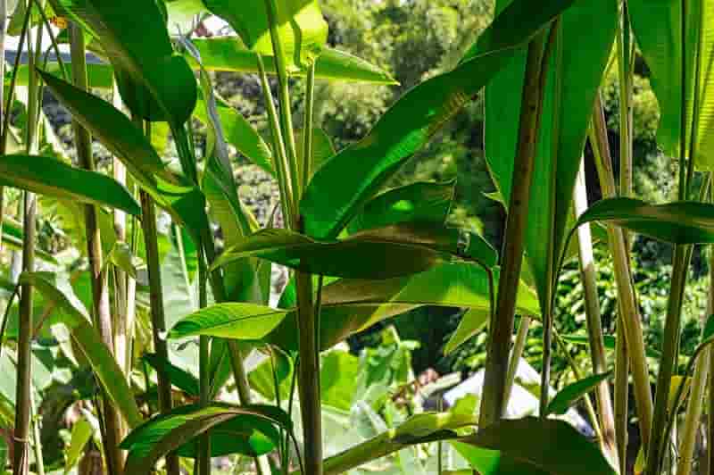 Eco-friendly plastic being developed from abaca fiber
