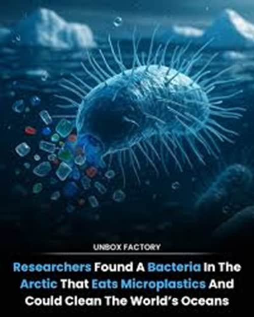Plastic-eating bacteria