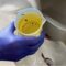 PET plastic upcycling catalyst